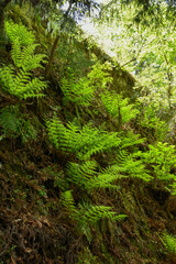 新緑に包まれた石垣