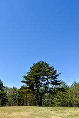 Obraz premium 青空に映える新緑