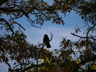 crow on tree