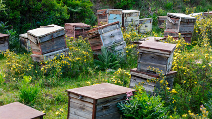  A variety of colorful weathered beehives scattered across a wildflower-covered slope, evoking...