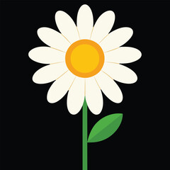 A single yellow daisy flower, also known as chamomile, showcases its beautiful petals in a closeup shot against an isolated black background, highlighting its floral nature