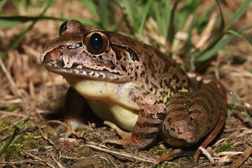 Giant barred frog (Mixophyes iteratus)