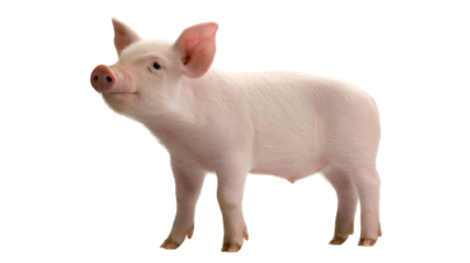 Pink Piglet's Joyful Outlook: A charming, pink piglet stands with an upbeat expression, its small frame radiating health and vitality.