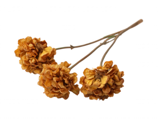 The dried marigold flowers, presenting their withered petals and stems on a stark white background, evoke a sense of autumnal nostaia and faded beauty.