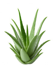 Obraz premium Fresh aloe vera plant with green leaves, glistening with water droplets, is isolated against a clean white background, showcasing its natural beauty and texture.