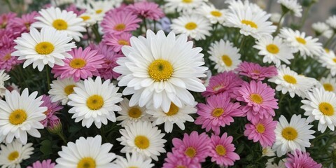 Obraz premium Stunning white chrysanthemum amongst assorted vibrant flowers, breathtaking, breathtaking, lovely