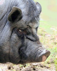 Wildschwein Eber