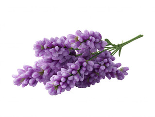 A sprig of vibrant purple lavender blooms gracefully against a stark white background, its delicate petals and slender stems captu the essence of nature's beauty.