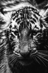 close up of a tiger cub