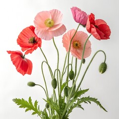 Obraz premium red poppies isolated on white