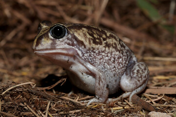 Moaning frog (Heleioporus eyrei)