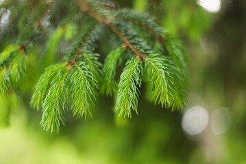 Close up of pine needles