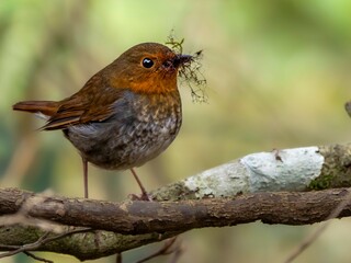 森の中で巣材をくわえて運んでいるコマドリの雌