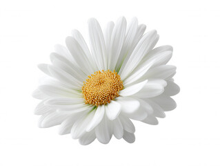 An isolated close-up showcases a pristine white daisy with delicate petals surrounding a vibrant yellow center, set against a clean, bright background for clarity.