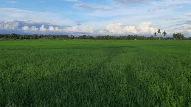 Lush Green Rice Field with Blue Sky in Marabau, Pariaman, Indonesia