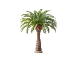 Obraz premium A single, beautiful, green palm tree stands prominently against a stark white background, showcasing its textured trunk and vibrant fronds in exquisite detail.