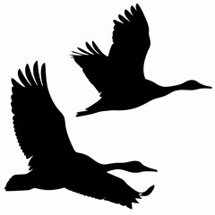 Flying Duck Silhouette Black and White Soaring Bird Vector Illustration