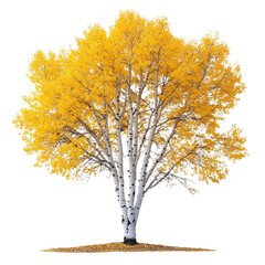 Aspen Tree isolated on transparent background
