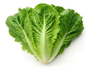 green lettuce isolated on white background, fresh green lettuce, green lettuce isolated on white background, green lettuce isolated on white,