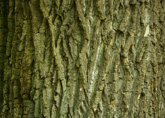 Close-up of old tree bark as abstract background.