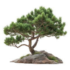 Canary Island Pine Tree isolated on transparent background