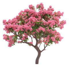 Crape Myrtle Tree isolated on transparent background