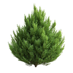 Cypress Tree isolated on transparent background