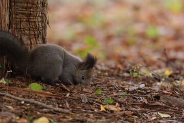 北海道　秋のエゾリス