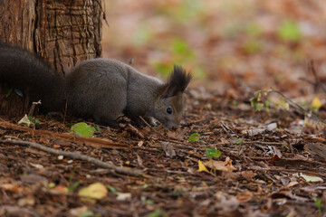 北海道　秋のエゾリス