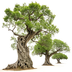 Fototapeta premium tree isolated on white background