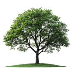 English Elm Tree isolated on transparent background