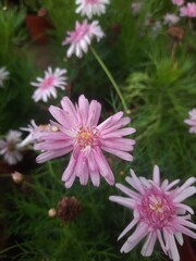 Obraz premium pink chrysanthemum flowers