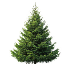 Fir Tree isolated on transparent background