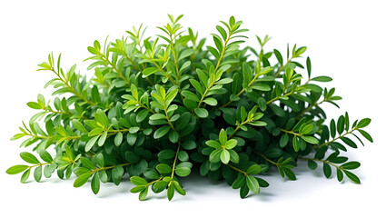 Obraz premium A Meticulously Arranged Cluster of Lush Green Shrubs in a Natural Garden Setting
