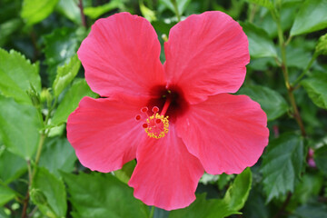 カラフルなハイビスカス