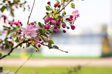 A beautiful tree branch adorned with pink flowers and vibrant green leaves