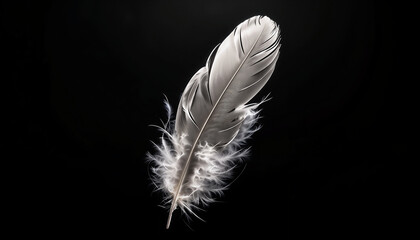 Obraz premium Delicate White Feather with Soft Lighting Symbolizing Purity and Tranquility Against Black Background