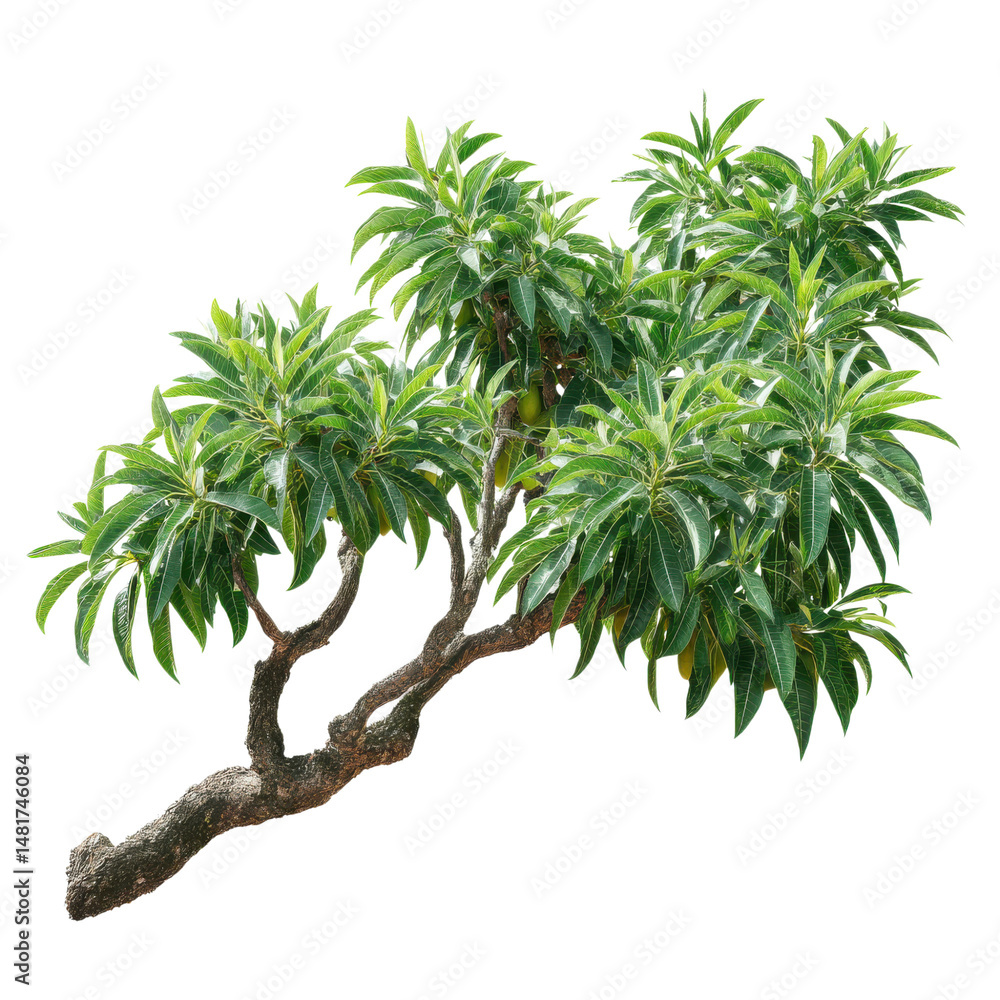 Poster mango tree branch cutout isolated on transparent or white background. a high resolution png image of