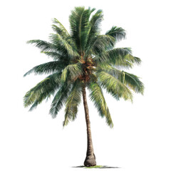 Obraz premium Cutout tropical coconut palm tree isolated on transparent or white background. A high resolution PNG image of Cutout tropical coconut palm tree.