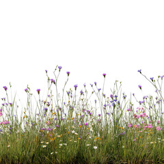 Meadow grass and flower field isolated on transparent or white background. A high resolution PNG image of Meadow grass and flower field.