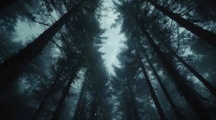 Majestic Trees Loom Upward, Shrouded in Mystical Fog, Creating a Serene and Enigmatic Atmosphere in the Forest