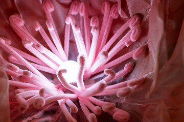 A detailed close up of a beautiful pink flower featuring a white center