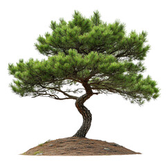 Longleaf Pine isolated on transparent background