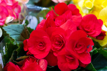 Closeup view of beautiful red roses with vibrant green leaves