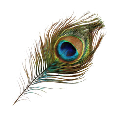 Fototapeta na wymiar Beautiful peacock feather isolated on transparent or white background. A high resolution PNG image of Beautiful peacock feather.