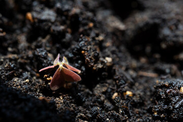 Oxalis in a flower pot