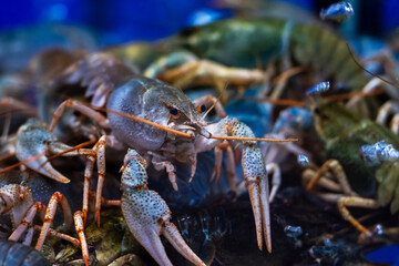 A lively group of crayfish is energetically swimming around in a tank