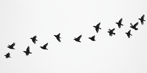 A large, beautiful flock of birds gracefully flying in a perfect row against a white background that deeply enhances their elegant formation