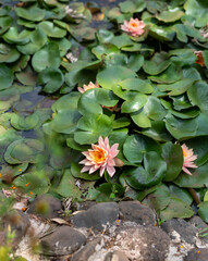 Beautiful pink water lilies blooming in pond 
