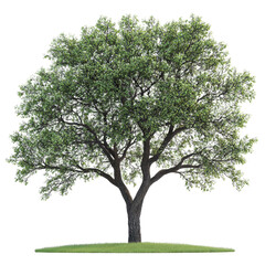 Obraz premium Oregon Ash isolated on transparent background